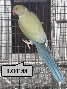 0-1 '20 Ringneck Parakeet: Dark TurquoiseBlue ADM.Pied Opaline - Jaco Rossouw