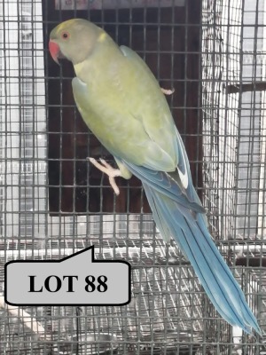 0-1 '20 Ringneck Parakeet: Dark TurquoiseBlue ADM.Pied Opaline - Jaco Rossouw