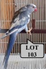 0-1 '20 Ringneck Parakeet: Dark Blue ADM.Pied - Alwyn Nel