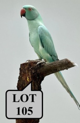 0-1 '21 Ringneck Parakeet: EmeraldBlue Opaline - Herbst & Seuns Vo&euml;lboerdery