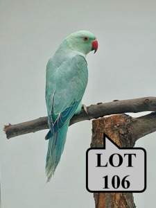 1-0 '21 Ringneck Parakeet: EmeraldBlue/clearheaded-fallow/opaline - Herbst & Seuns Voëlboerdery