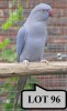 0-1 '21 Ringneck Parakeet: Violet Dark Blue/cleartail/clearheaded-fallow - Stiaan Von Wielligh