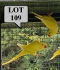 1-1 '21 Ringneck Parakeet: Ino x Ino - Mike Riley