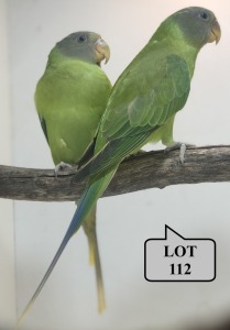 1-1 '21 Slaty-headed Parakeet: Green x Green - Piet Jacobs