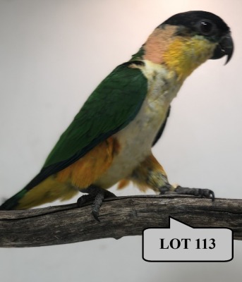 0-1 '21 Caique: Black-headed: Normal - Piet Jacobs