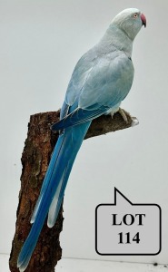 0-1 '20 Ringneck Parakeet: Dark EmeraldBlue/cleartail - Herbst & Seuns Voëlboerdery