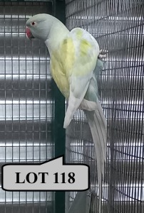 1-0 '21 Ringneck Parakeet: Dom.Pied Dark TurquoiseBlue/clearheaded-fallow - Stiaan Von Wielligh