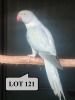 0-1 '21 Ringneck Parakeet: TurquoiseBlue Opaline/clearheaded-fallow - Jaco Rossouw