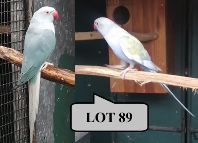 1-1 '21 Ringneck Parakeet: Violet TurquoiseBlue Dom.Pied/cleartail x Blue Cleartail - Jaco Rossouw