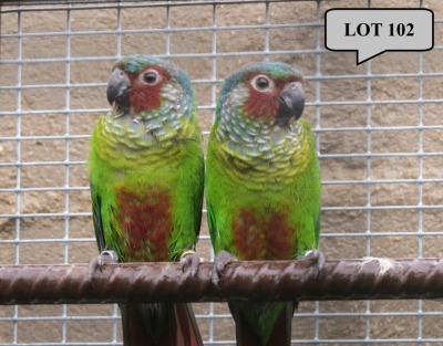 1-1 '21 Conure: Emma: Normal x Normal - Piet Jacobs