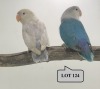 1-1 '22/'21 Lovebird: Fischeri: Violet Blue Pale-fallow x Blue/pale-fallow - Piet Jacobs