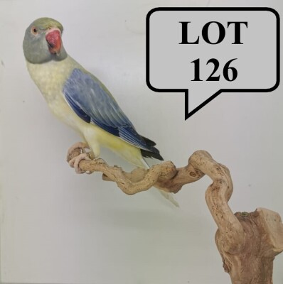 0-1 '21 Ringneck Parakeet: Violet (Dark) TurquoiseBlue Cleartail Opaline - Chris Jacobs