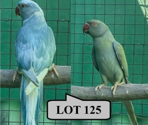 1-1 '20 Ringneck Parakeet: Blue ADM.Pied x Greygreen TurquoiseBlue Opaline/adm.pied - Tokkie Slabbert