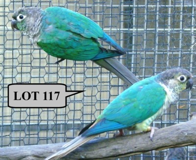 1-1 '21 Conure: Green-cheeked: Turquoise/opaline/cinnamon x Turquoise Opaline - Fanie Klopper