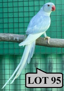 1-0 '20 Ringneck Parakeet: Dark Blue ADM.Pied SL.Edged - Tokkie Slabbert