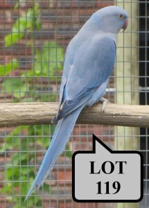 0-1 '21 Ringneck Parakeet: Dark Blue/cleartail/clearheaded-fallow - Stiaan Von Wielligh