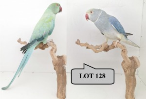 1-1 '21 Ringneck Parakeet: Dark TurquoiseBlue Cleartail/opaline x TurquoiseBlue Opaline/cleartail (een toonnael/poot af) - Chris Jacobs