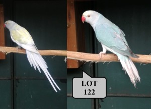 1-1 '21 Ringneck Parakeet: TurquoiseBlue Cleartail x Violet TurquoiseBlue Dom.Pied/cleartail - Jaco Rossouw