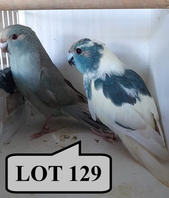 1-1 '21/'22 Kakariki: Turquoise Pied x Turquoise Cinnamon - Alwyn Nel