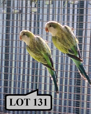 1-1 '21 Quaker (aka Monk Parakeet): AquaBlue Opaline x AquaBlue Opaline - Mike Riley