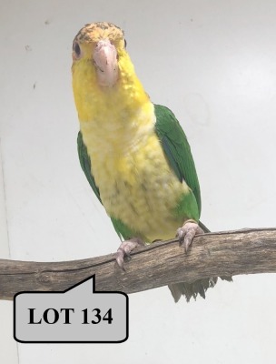 1-0 '21 Caique: Green-thighed: Green-thighed - Piet Jacobs