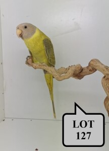 0-1 '20 Plum-headed Parakeet: Greygreen Cinnamon/?pastel - Chris Jacobs