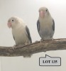 1-1 '21 Lovebird: Fischeri: Opaline Violet Euwing x Opaline DF.Dark Euwing - Piet Jacobs