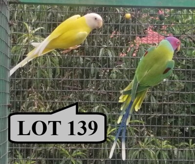 1-1 '19 Plum-headed Parakeet: Green/lutino/?opaline x Lutino - E B Shaik