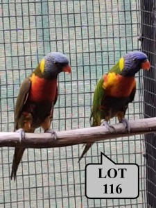 1-1 '21 Lorikeet: Swainson: Greygreen x Green - Fanie Klopper