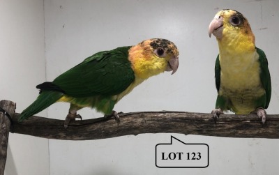 1-1 '21 Caique: Green-thighed: Green-thighed x Green-thighed - Piet Jacobs