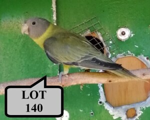 1-0 '21 Plum-headed Parakeet: Greygreen/cinnamon - E B Shaik