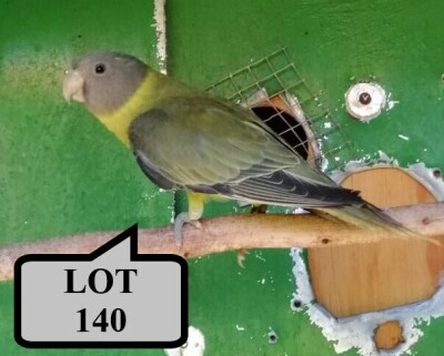 1-0 '21 Plum-headed Parakeet: Greygreen/cinnamon - E B Shaik