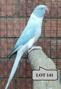 0-1 '21 Ringneck Parakeet: Blue Cleartail Opaline - Jean-Paul Pophaim