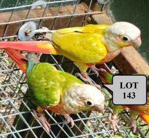 1-1 '21 Conure: Green-cheeked: Opaline Cinnamon Dilute x Opaline Cinnamon/dilute - Fanie Klopper