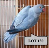 0-1 '21 Ringneck Parakeet: Dark Blue Opaline - Alwyn Nel