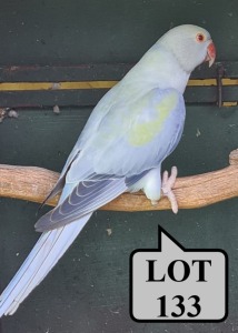 0-1 '21 Ringneck Parakeet: Violet TurquoiseBlue Clearheaded-fallow Opaline - Mike Riley