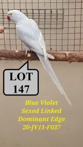 0-1 '20 Ringneck Parakeet: Violet Blue SL.Edged - Jan Harm Venter