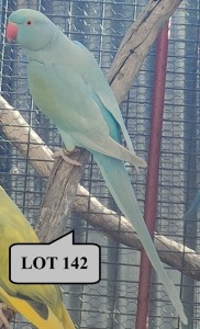 1-0 '20 Ringneck Parakeet: IndigoBlue Bronze-fallow - Jean-Paul Pophaim