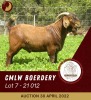 1X KALAHARI RED STUD RAM CMLW BOERDERY