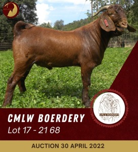 1X KALAHARI RED POTENTIAL STUD RAM CMLW BOERDERY