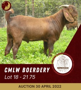 ONTTREK - 1X KALAHARI RED RAM CMLW BOERDERY