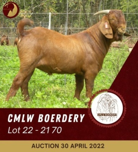 1X KALAHARI RED POTENTIAL STUD RAM CMLW BOERDERY