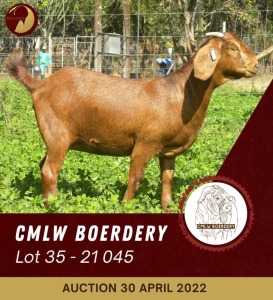 1X KALAHARI RED POTENTIAL STUD OOI/EWE CMLW BOERDERY