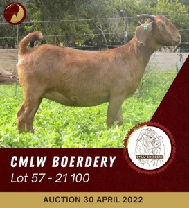 1X KALAHARI RED STUD OOI/EWE PREGNANT CMLW BOERDERY