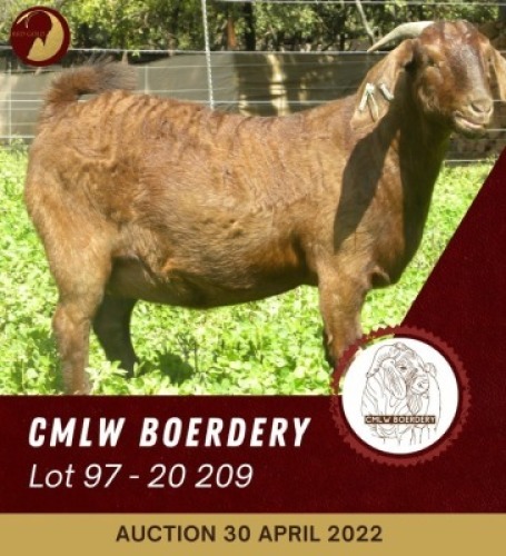 1X KALAHARI RED STUD OOI/EWE PREGNANT CMLW BOERDERY