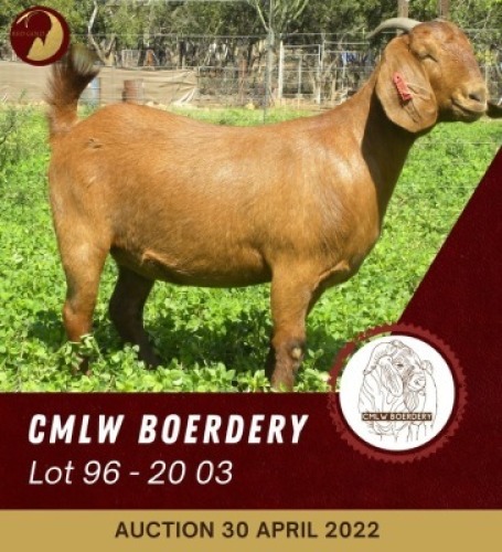 1X KALAHARI RED FLOCK OOI/EWE PREGNANT CMLW BOERDERY