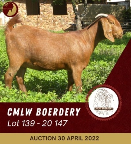 1X KALAHARI RED FLOCK OOI/EWE PREGNANT CMLW BOERDERY