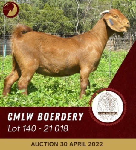 1X KALAHARI RED FLOCK OOI/EWE CMLW BOERDERY