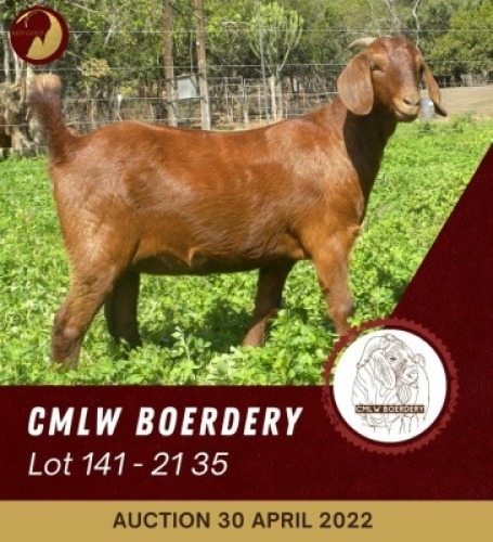 1X KALAHARI RED FLOCK OOI/EWE CMLW BOERDERY