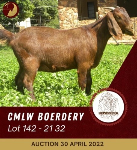 1 KALAHARI RED OOI/EWE CMLW Boerdery
